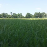 Geen voetbalveld in het dorp, VV De Rijnstreek biedt uitkomst